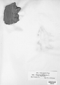 Polyporus igniarius image